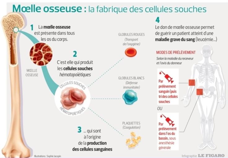 moelle-osseuse