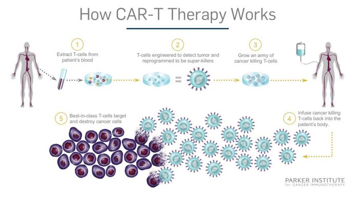 https___www.parkerici.org_wp-content_uploads_2017_08_CAR-T_Therapy-How-it-Works_Final-1024x576
